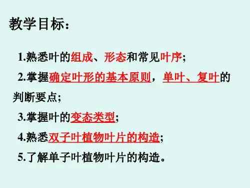 药用植物学课件 叶