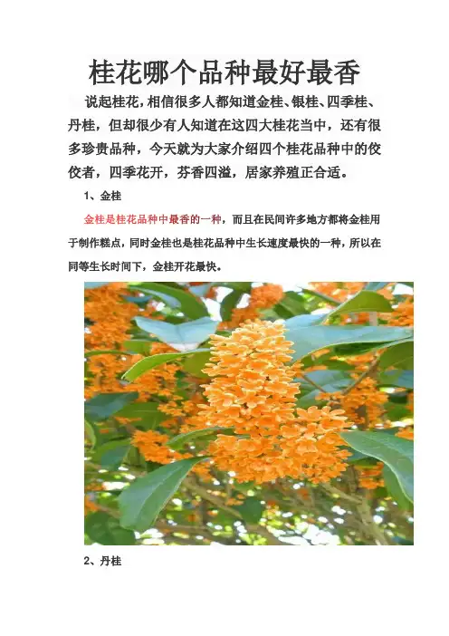 桂花哪个品种最好最香