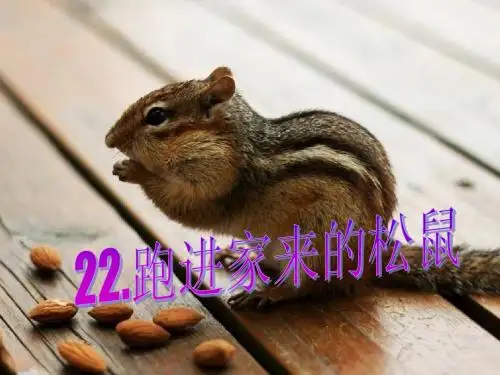 六年级上册22课跑进家来的松鼠PPT