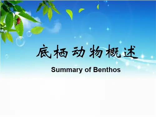 底栖动物概述ppt课件
