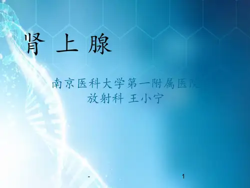 肾上腺影像学表现ppt课件