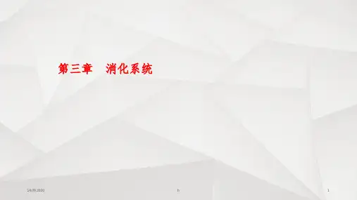 《消化系统》ppt课件(2)