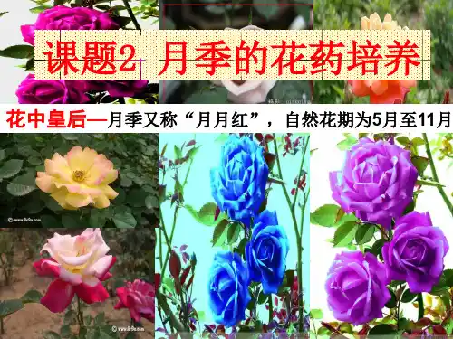 4、月季的花药培养