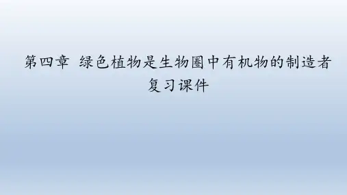鲁科版(五四学制)生物六年级下册：第四章 绿色植物是生物圈中有机物的制造者  复习课件(共23张PPT)