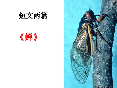 《蝉、贝壳》课件2