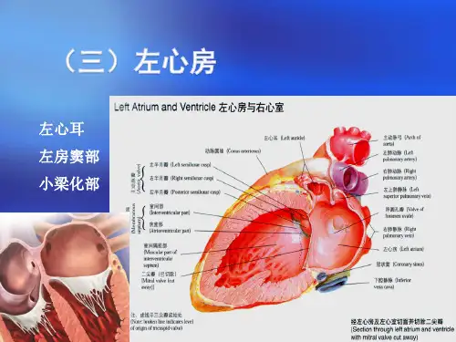 心脏三维解剖分析(左心)精品课件