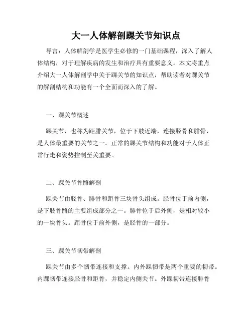 大一人体解剖踝关节知识点