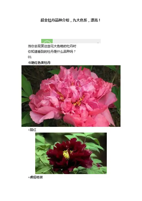 超全牡丹品种介绍，九大色系，漂亮！