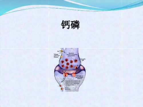 钙与磷