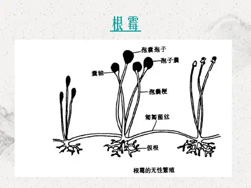 细菌形态课件