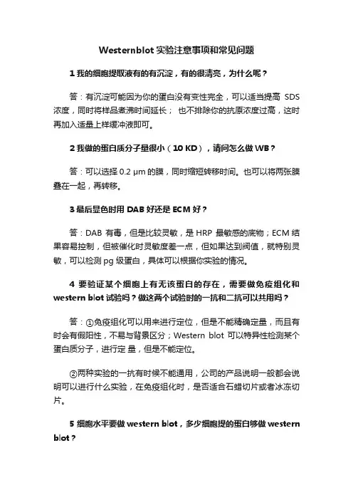 Westernblot实验注意事项和常见问题