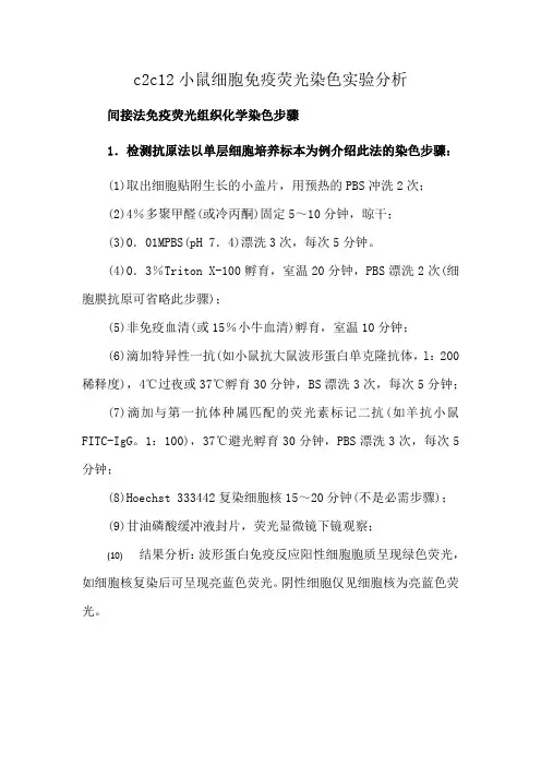 c2c12小鼠细胞免疫荧光染色实验分析