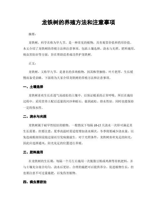 龙铁树的养殖方法和注意事项