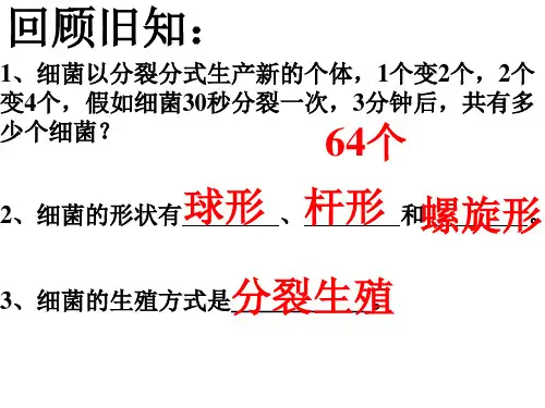 酵母菌和霉菌_7ppt课件