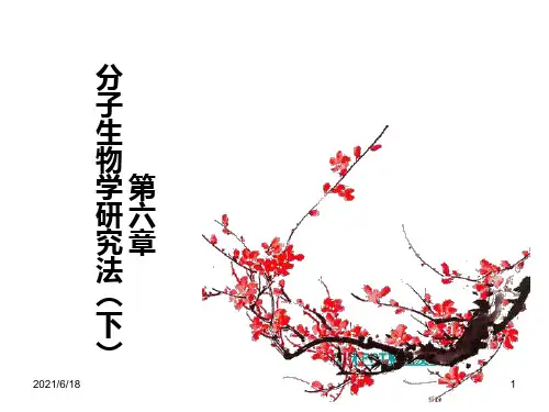 【教学课件】第六章 分子生物学研究法下
