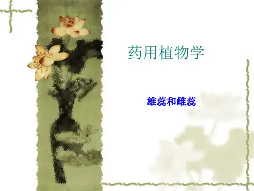 雄蕊和雌蕊