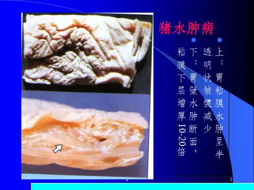 《动物病理学》病理图片