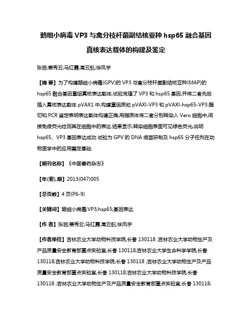 鹅细小病毒VP3与禽分枝杆菌副结核亚种hsp65融合基因真核表达载体的构建及鉴定