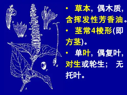 唇形科LemiaceaeLabiatae