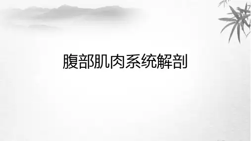 腹部肌肉系统解剖