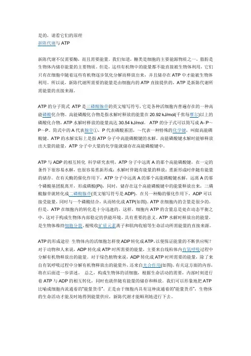 ATP与ADP的相互转化