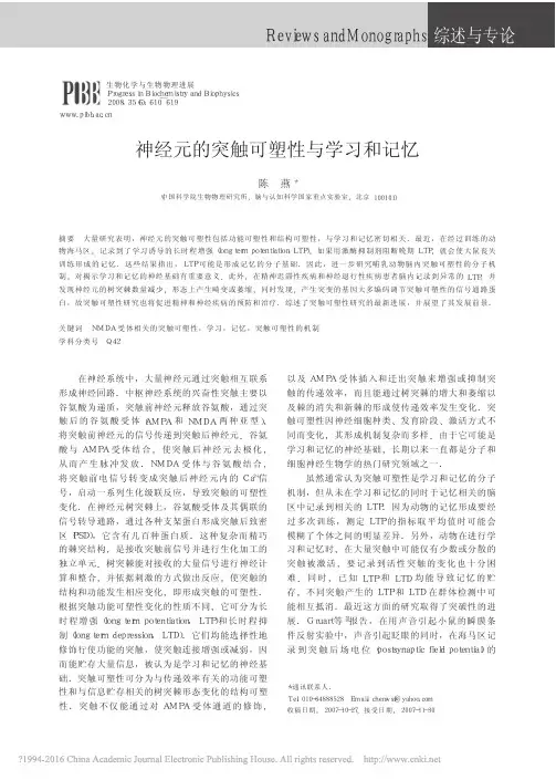 神经元的突触可塑性与学习和记忆