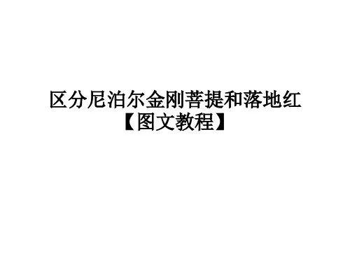 区分尼泊尔金刚菩提和落地红【图文教程】