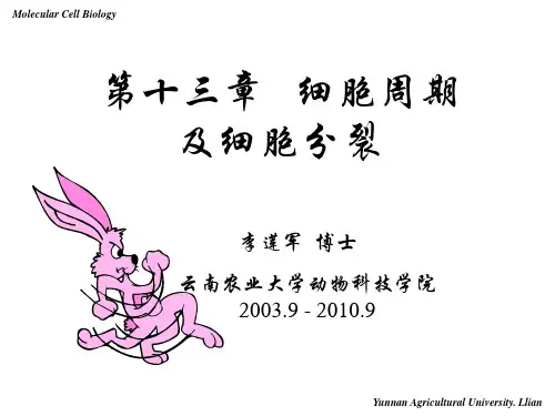 分子细胞生物学——细胞周期调控
