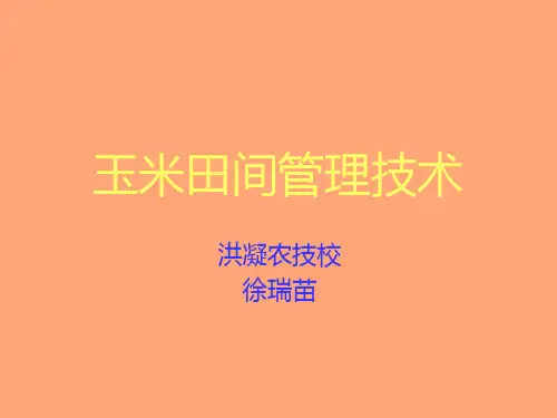 玉米田间管理技术