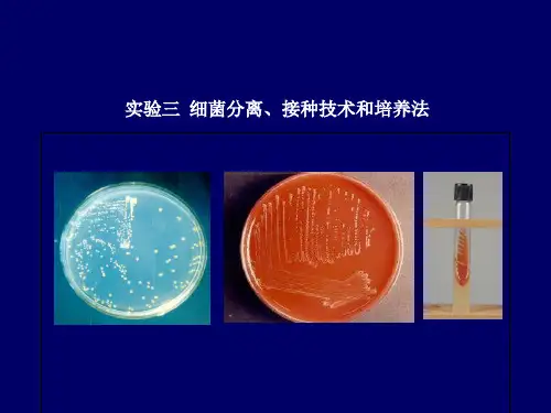 实验三：细菌分离接种技术和培养