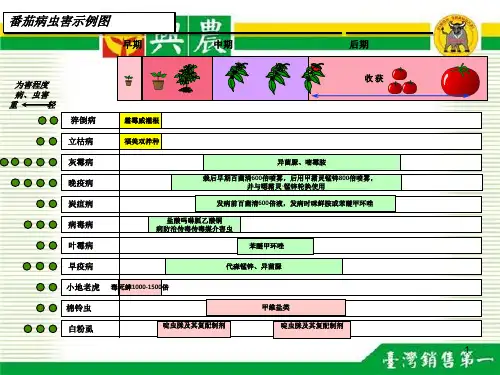 番茄生长周期表ppt课件