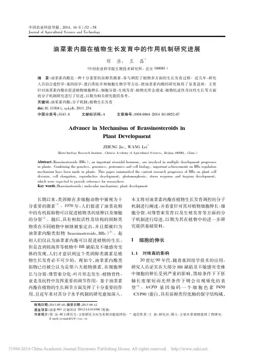 油菜素内酯在植物生长发育中的作用机制研究进展_郑洁