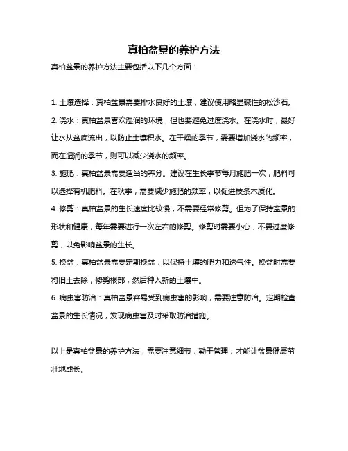 真柏盆景的养护方法