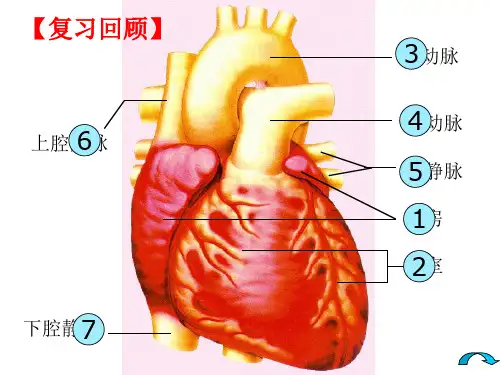 苏教版七年级生物下册第10章第2节人体的血液循环 课件( 共17张)