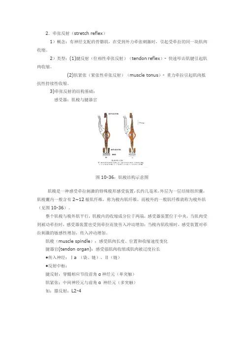 牵张反射(stretch reflex)