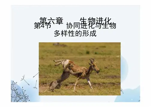 6.4协同进化与生物多样性的形成(教学课件)高一下学期生物人教版必修2