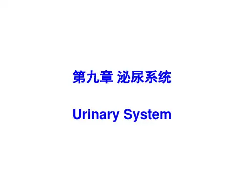 人体解剖生理学课件：第9章 泌尿系统