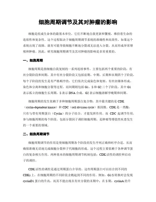细胞周期调节及其对肿瘤的影响