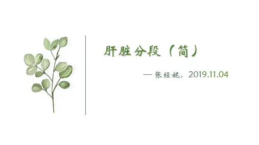 肝脏分段分叶,张经妮
