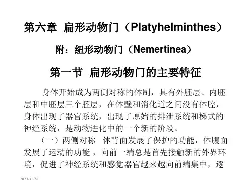 第六章扁形动物门和纽形动物门ppt课件