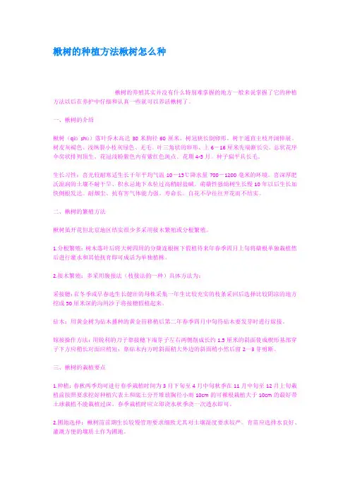 楸树的种植方法楸树怎么种