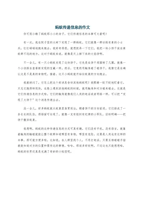 蚂蚁传递信息的作文