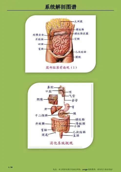 系统解剖图.pdf
