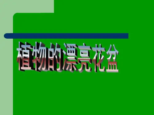 一年级上册美术课外班课件-20、画植物 全国通用 (共20张PPT)