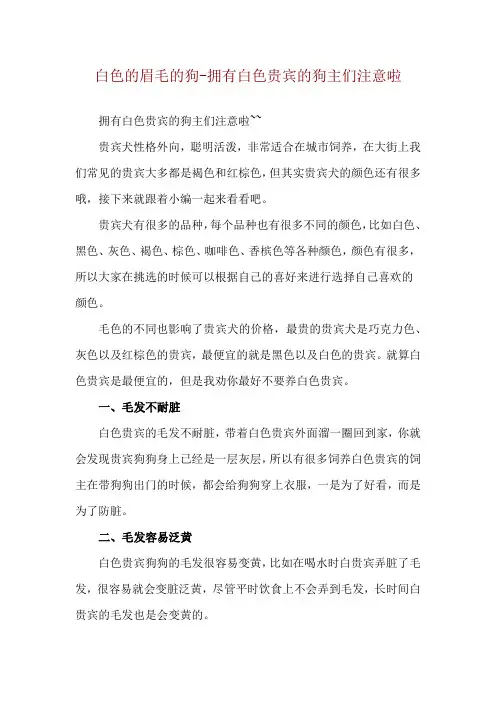 白色的眉毛的狗-拥有白色贵宾的狗主们注意啦