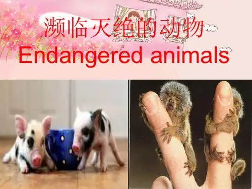 濒临灭绝动物(中英课件)