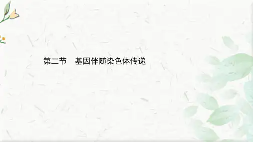 生物浙科版(2019)必修第二册课件：2.2 基因伴随染色体传递