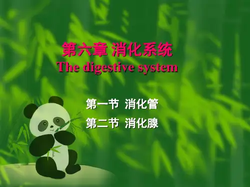 06鱼类的消化系统