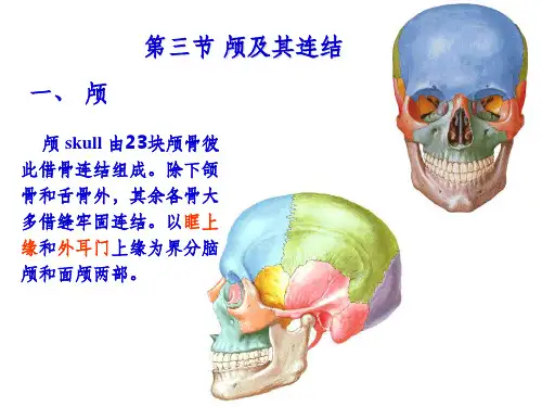 颅骨及其连结