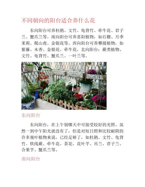 不同朝向的阳台适合养什么花-养花技巧